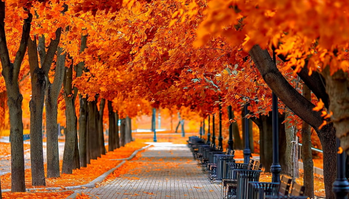 Tree-lined avenue with benches