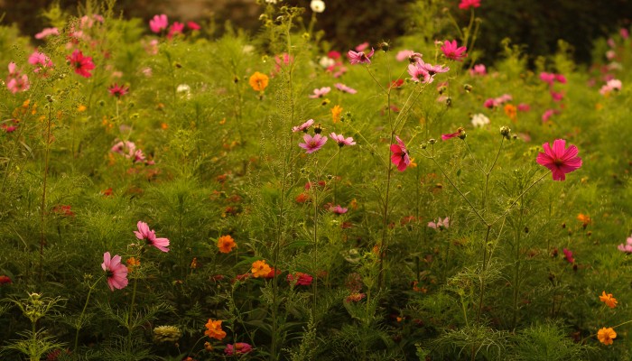 Meadow flower beds