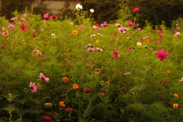 Meadow flower beds